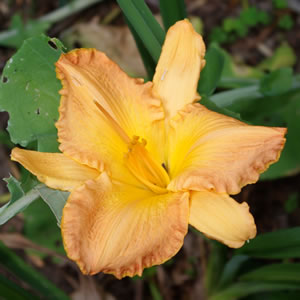 Hemerocallis Apricot Symphony